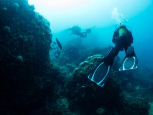 Divers,Diving,Next,Seabed,Covered,In,Marine,Life