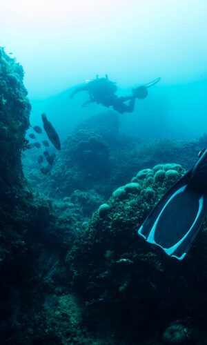 Divers,Diving,Next,Seabed,Covered,In,Marine,Life